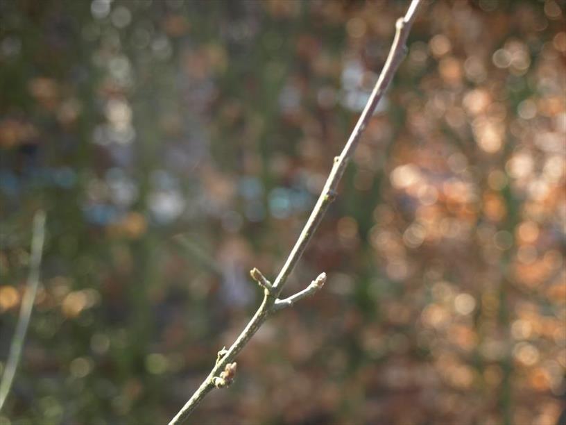 Sporkehout of Vuilboom NVBT